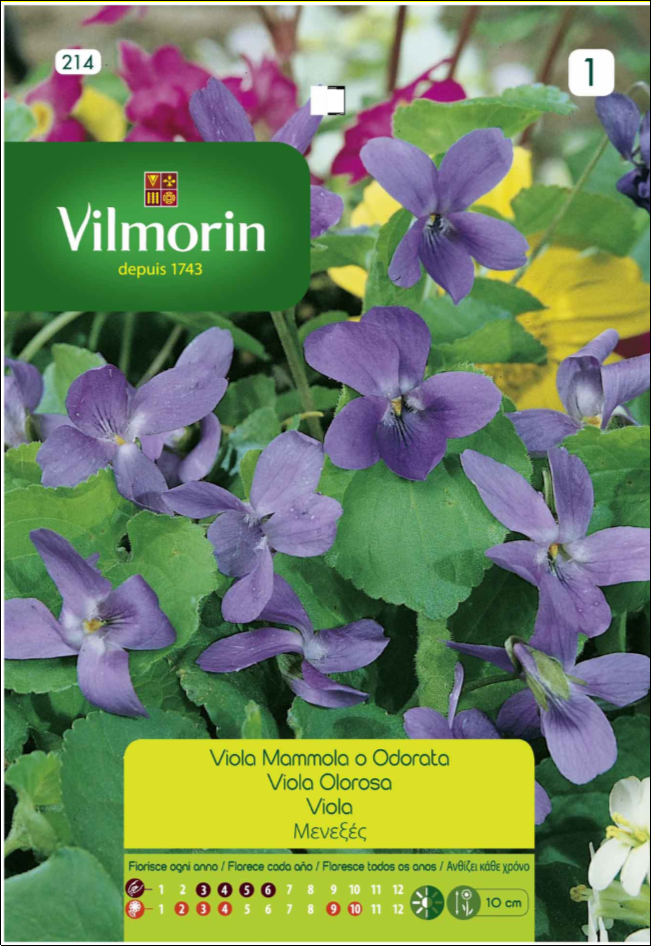 Semillas de Violeta Olorosa (0.3 gr) – Semillería San Alfonso