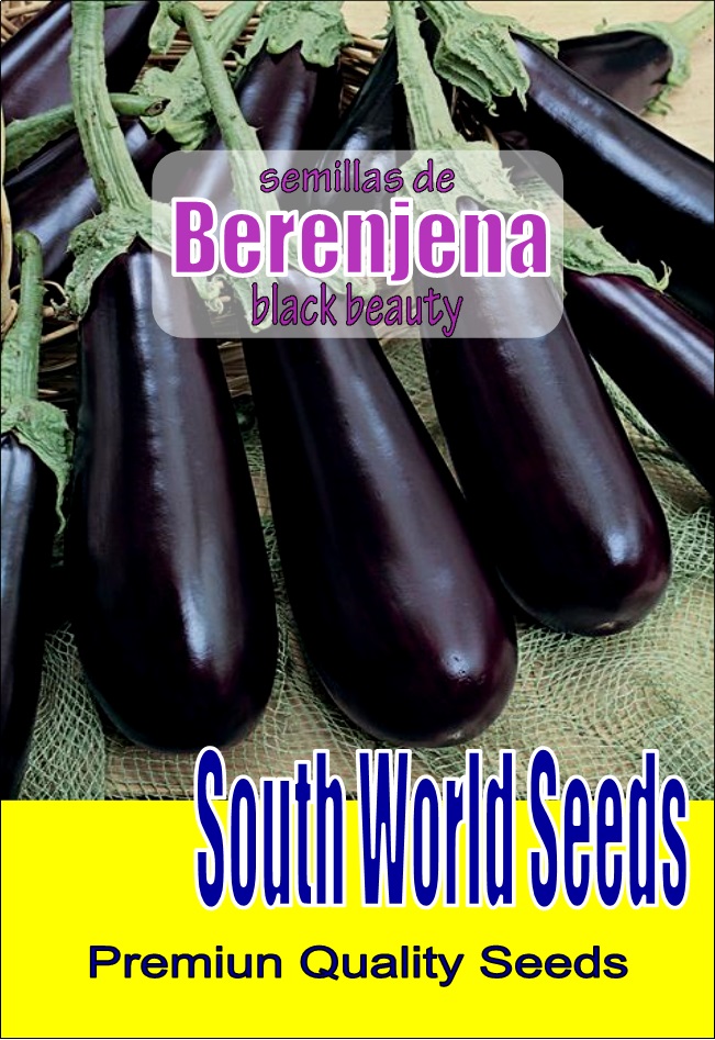 Semillas de berenjena, Belleza negra (100% Heirloom/No Híbrido/No GMO). 50  semillas aproximadamente.