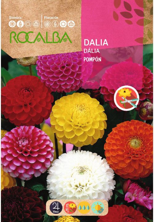 Semillas de Dalia Pompon Variada (2 gr) – Semillería San Alfonso